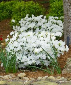 Brighter Blooms Shrubs & Hedges Delaware Valley White Azalea Shrub
