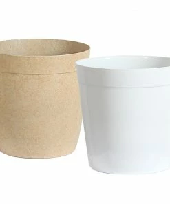 Brighter Blooms Palm Trees Majesty Palm Tree 9 Brighter Blooms Palm Trees Majesty Palm Tree