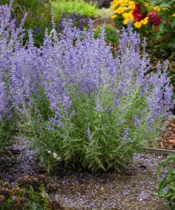 Brighter Blooms Ornamental Grasses Denim 'n Lace Russian Sage