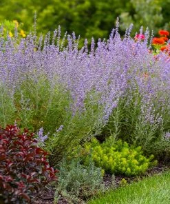 Brighter Blooms Ornamental Grasses Denim 'n Lace Russian Sage