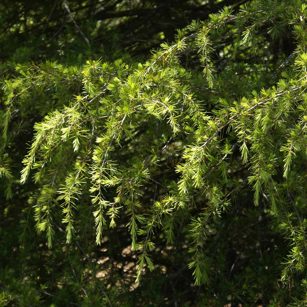 Brighter Blooms Deodar Cedar Tree Evergreen & Privacy 6 Brighter Blooms Deodar Cedar Tree Evergreen & Privacy