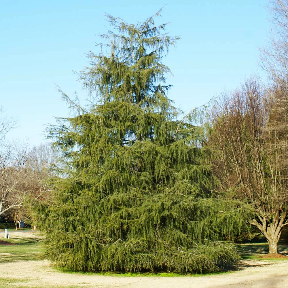 Brighter Blooms Deodar Cedar Tree Evergreen & Privacy 4 Brighter Blooms Deodar Cedar Tree Evergreen & Privacy