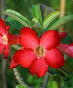 Brighter Blooms Desert Rose Adenium Shrub
