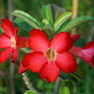 Brighter Blooms Desert Rose Adenium Shrub 2 Brighter Blooms Desert Rose Adenium Shrub