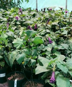 Brighter Blooms Devil's Trumpet Plant Flowering Trees