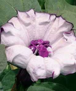 Brighter Blooms Devil's Trumpet Plant Flowering Trees