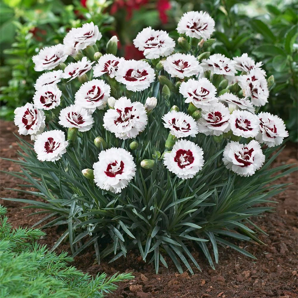 Brighter Blooms Scent First® Coconut Surprise Dianthus Perennials 3 Brighter Blooms Scent First® Coconut Surprise Dianthus Perennials