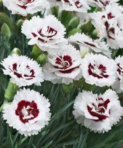 Brighter Blooms Scent First® Coconut Surprise Dianthus Perennials