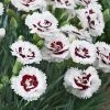 Brighter Blooms Scent First® Coconut Surprise Dianthus Perennials