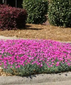 Brighter Blooms Firewitch Dianthus Perennials
