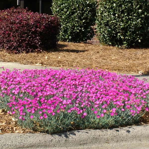 Brighter Blooms Firewitch Dianthus Perennials 1 Brighter Blooms Firewitch Dianthus Perennials