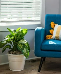 Brighter Blooms Tropic Snow Plant House & Patio