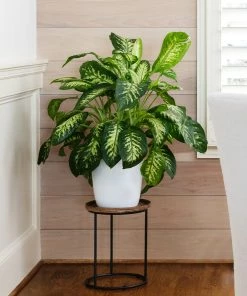 Brighter Blooms Tropic Snow Plant House & Patio