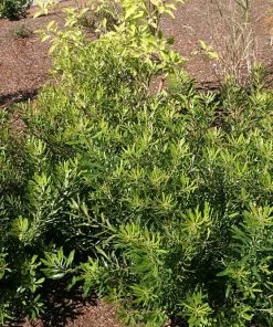 Brighter Blooms Don's Dwarf Wax Myrtle Tree