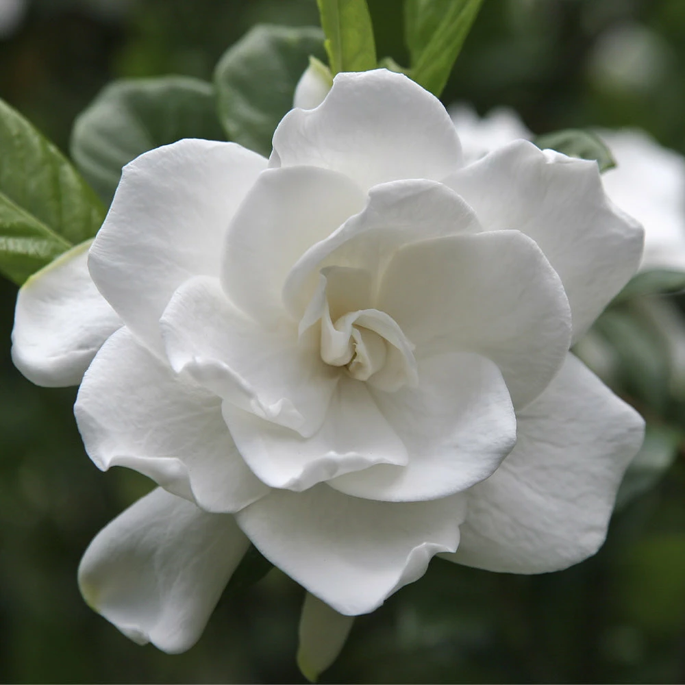 Brighter Blooms Double Blooming Gardenia Tree 3 Brighter Blooms Double Blooming Gardenia Tree