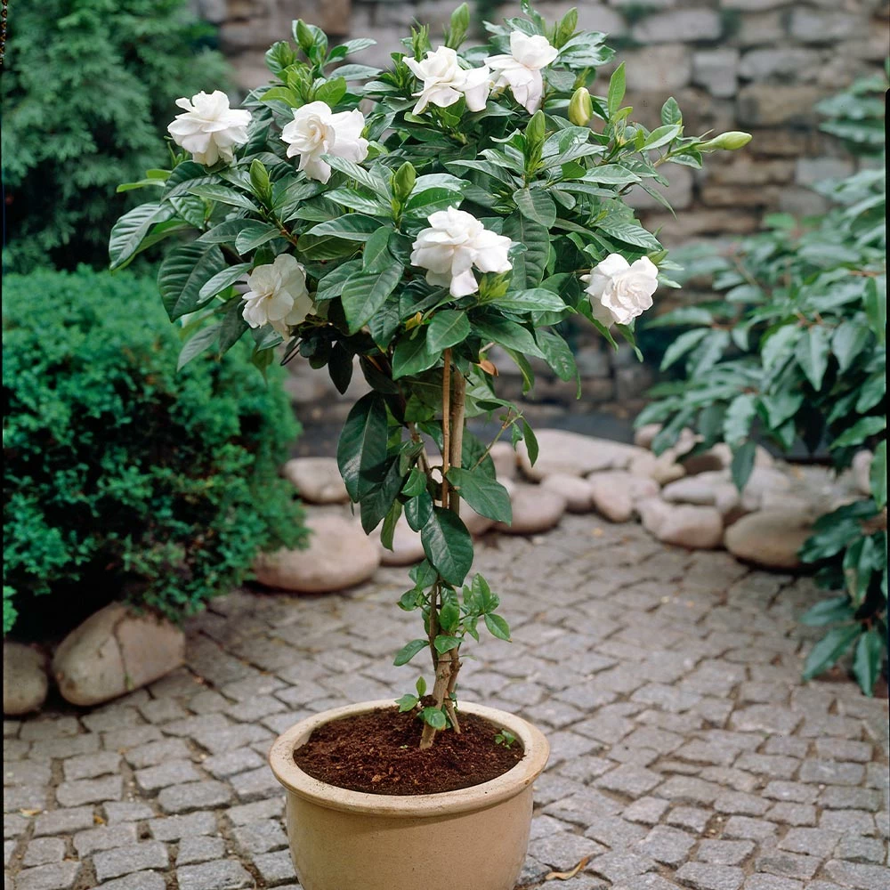 Brighter Blooms Double Blooming Gardenia Tree 2 Brighter Blooms Double Blooming Gardenia Tree