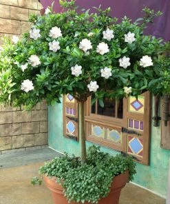 Brighter Blooms Double Blooming Gardenia Tree 8 Brighter Blooms Double Blooming Gardenia Tree