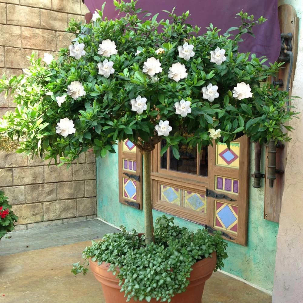 Brighter Blooms Double Blooming Gardenia Tree 4 Brighter Blooms Double Blooming Gardenia Tree