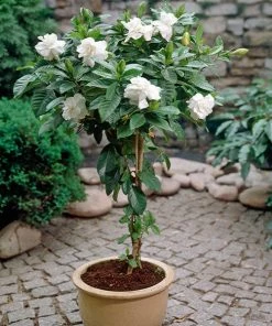 Brighter Blooms Double Blooming Gardenia Tree