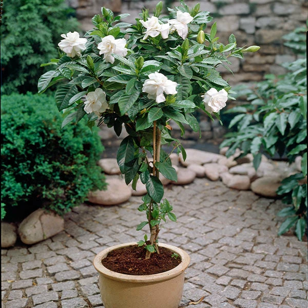 Brighter Blooms Double Blooming Gardenia Tree 1 Brighter Blooms Double Blooming Gardenia Tree