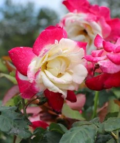 Brighter Blooms Double Delight Rose Tree Roses 5 Brighter Blooms Double Delight Rose Tree Roses