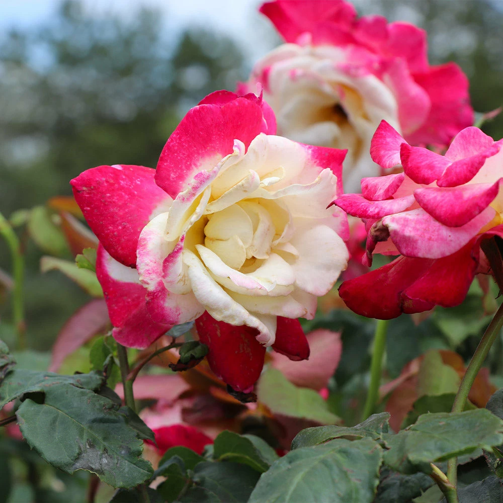 Brighter Blooms Double Delight Rose Tree Roses 3 Brighter Blooms Double Delight Rose Tree Roses