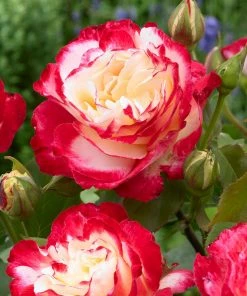 Brighter Blooms Double Delight Rose Tree Roses