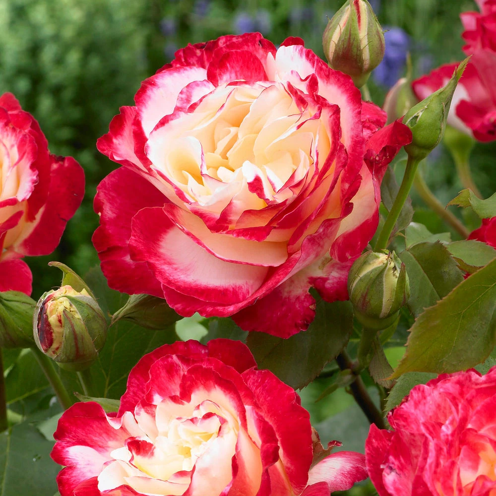 Brighter Blooms Double Delight Rose Tree Roses 2 Brighter Blooms Double Delight Rose Tree Roses