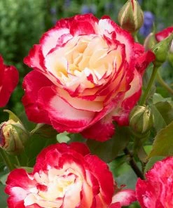 Brighter Blooms Double Delight Rose Tree Roses