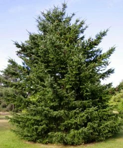 Brighter Blooms Cold Hardy Patio Plants Douglas Fir Tree