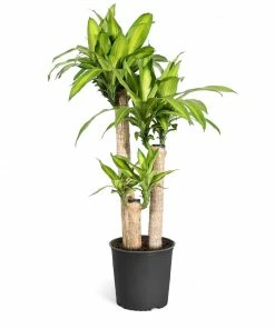 Brighter Blooms House & Patio Dracaena Corn Plant