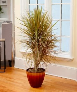 Brighter Blooms Bi-Color Dracaena Plant House & Patio