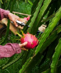 Brighter Blooms Dragon Fruit Cactus SHOP ALL