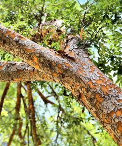 Brighter Blooms Drake Chinese Elm Tree