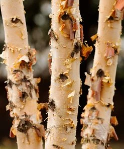 Brighter Blooms Shade Trees Dura Heat'® River Birch Tree 8 Brighter Blooms Shade Trees Dura Heat'® River Birch Tree