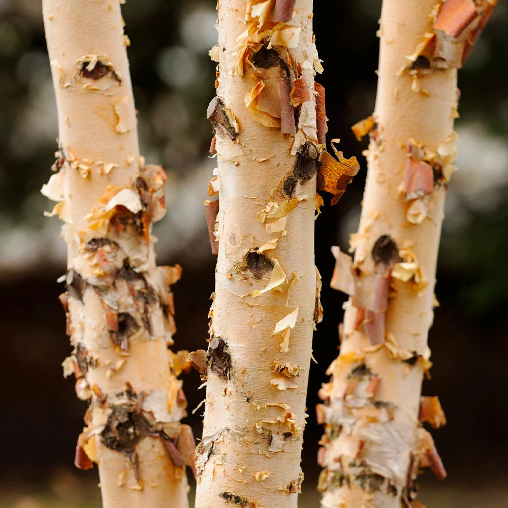Brighter Blooms Shade Trees Dura Heat'® River Birch Tree 4 Brighter Blooms Shade Trees Dura Heat'® River Birch Tree