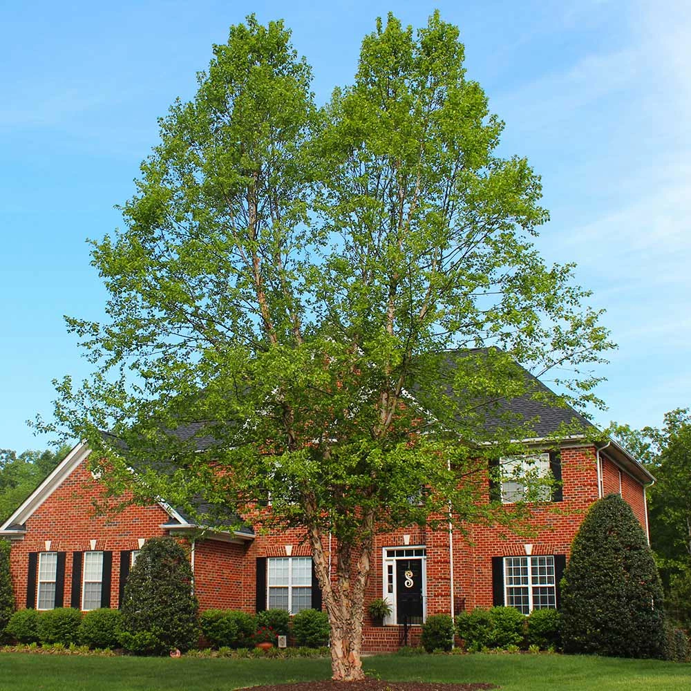 Brighter Blooms Shade Trees Dura Heat'® River Birch Tree 5 Brighter Blooms Shade Trees Dura Heat'® River Birch Tree