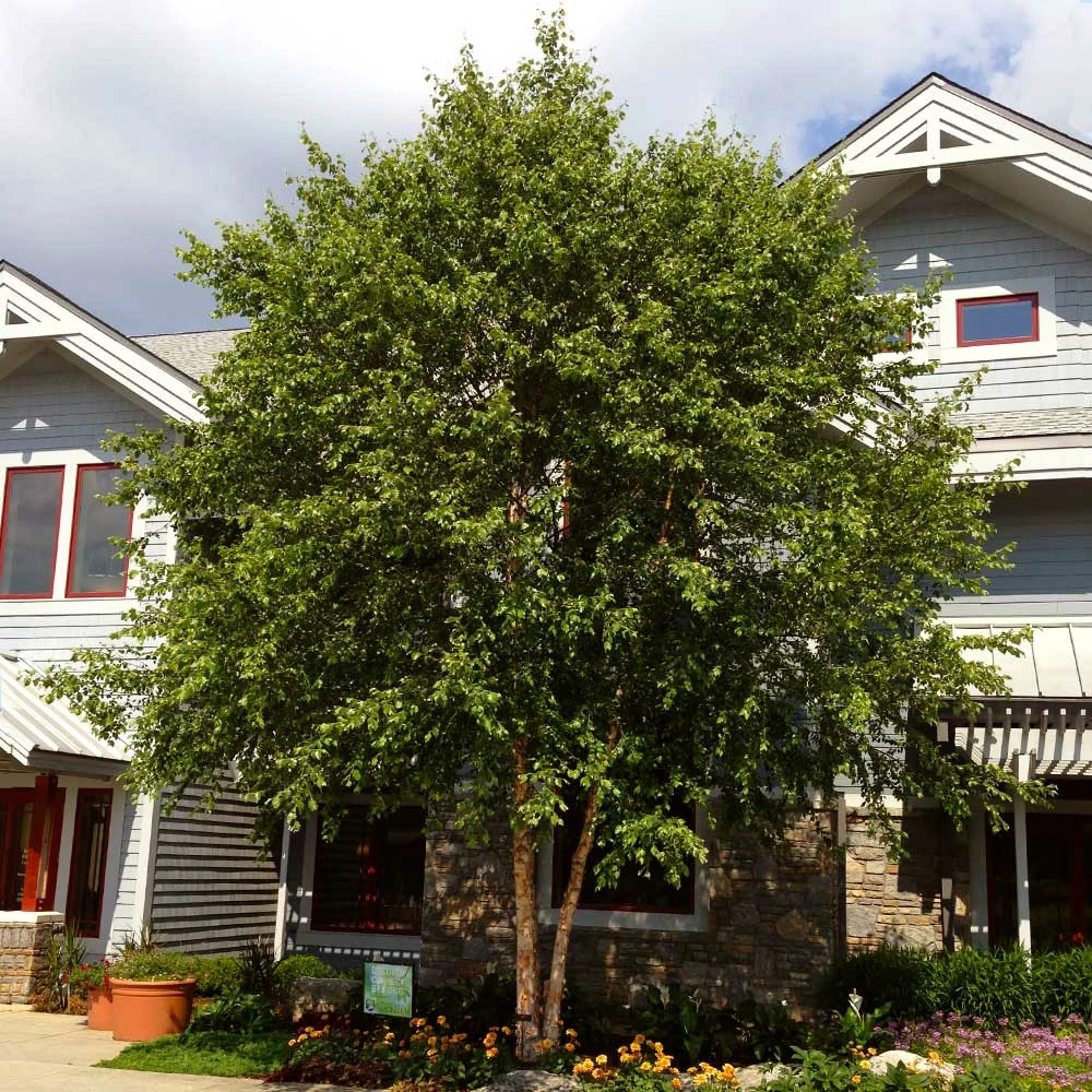 Brighter Blooms Shade Trees Dura Heat'® River Birch Tree 2 Brighter Blooms Shade Trees Dura Heat'® River Birch Tree