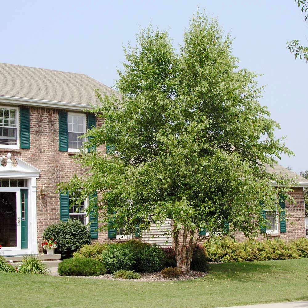 Brighter Blooms Shade Trees Dura Heat'® River Birch Tree 3 Brighter Blooms Shade Trees Dura Heat'® River Birch Tree