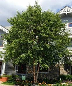 Brighter Blooms Shade Trees Dura Heat'® River Birch Tree