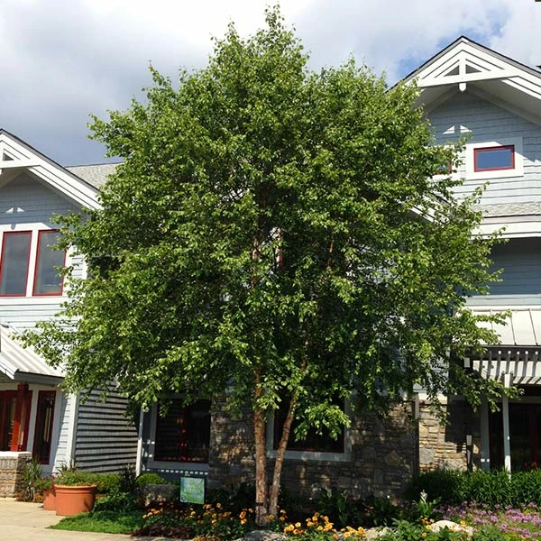 Brighter Blooms Shade Trees Dura Heat'® River Birch Tree 1 Brighter Blooms Shade Trees Dura Heat'® River Birch Tree