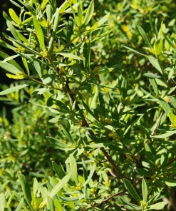 Brighter Blooms Don's Dwarf Wax Myrtle Tree 5 Brighter Blooms Don's Dwarf Wax Myrtle Tree