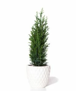 Brighter Blooms Cypress Trees Dwarf Italian Cypress Tree 5 Brighter Blooms Cypress Trees Dwarf Italian Cypress Tree