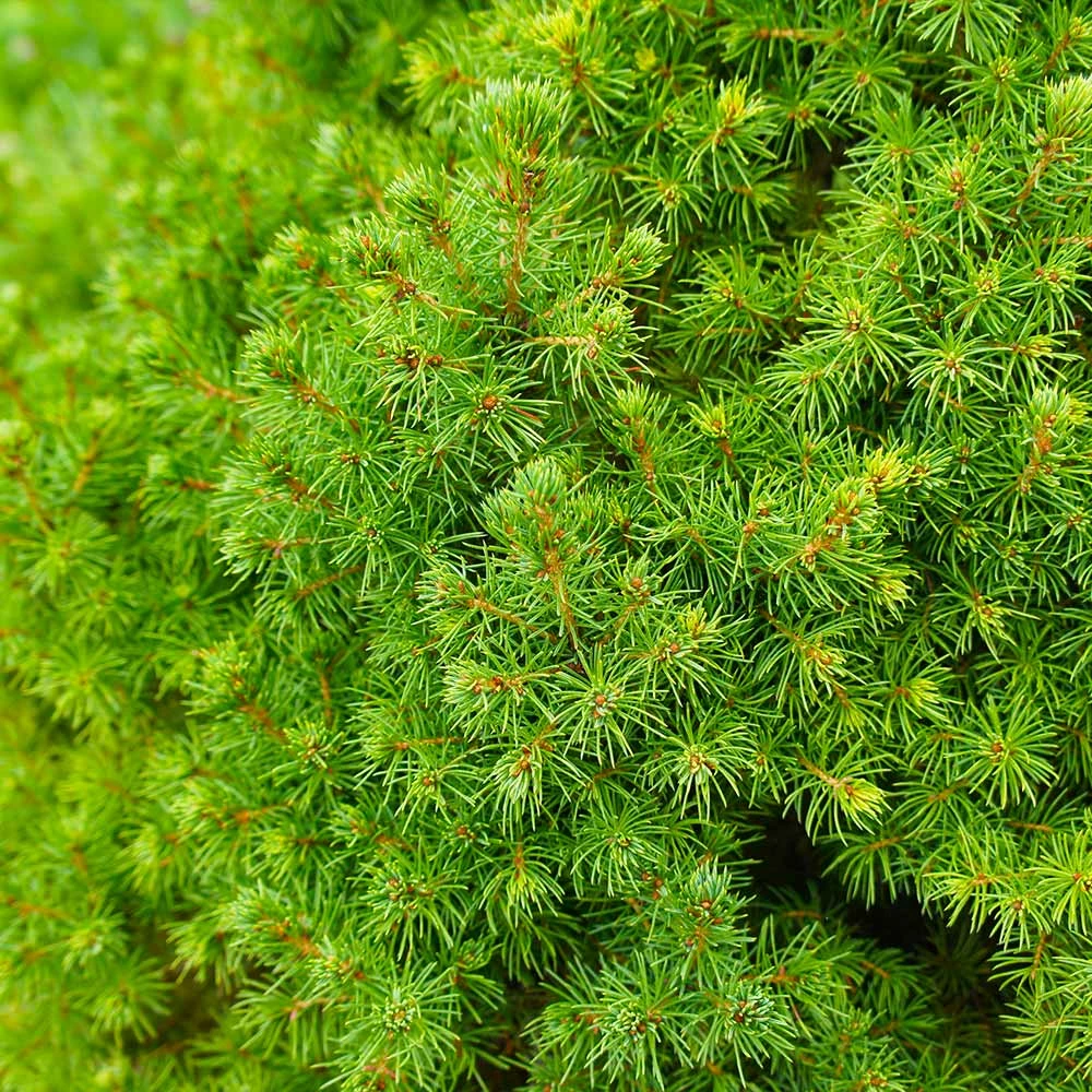 Brighter Blooms Dwarf Alberta Spruce Tree 4 Brighter Blooms Dwarf Alberta Spruce Tree