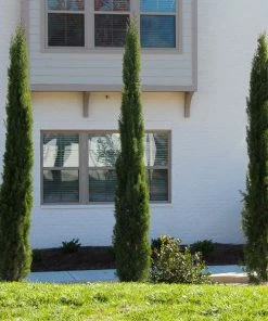 Brighter Blooms Cypress Trees Dwarf Italian Cypress Tree