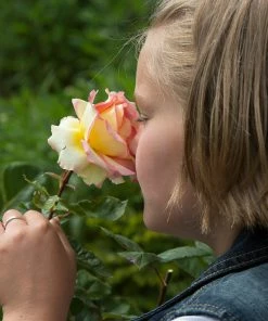 Brighter Blooms Euphoria® Rose Shrub Shrubs & Hedges