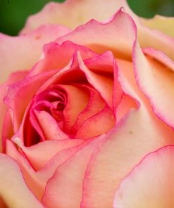 Brighter Blooms Euphoria® Rose Shrub Shrubs & Hedges