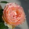 Brighter Blooms Euphoria® Rose Shrub Shrubs & Hedges