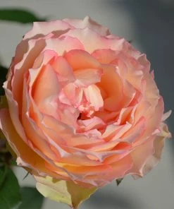 Brighter Blooms Euphoria® Rose Shrub Shrubs & Hedges