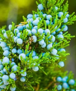 Brighter Blooms Evergreen & Privacy Eastern Red Cedar Tree